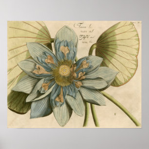 Blue Lotus Flower on Tan Background with Writing Poster