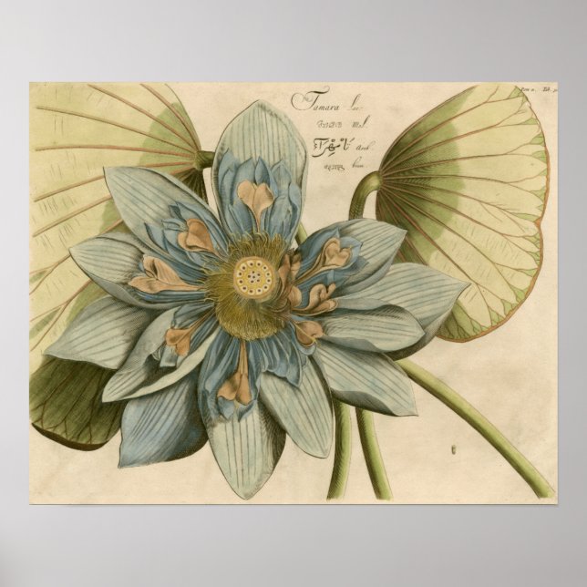 Blue Lotus Flower on Tan Background with Writing Poster (Front)
