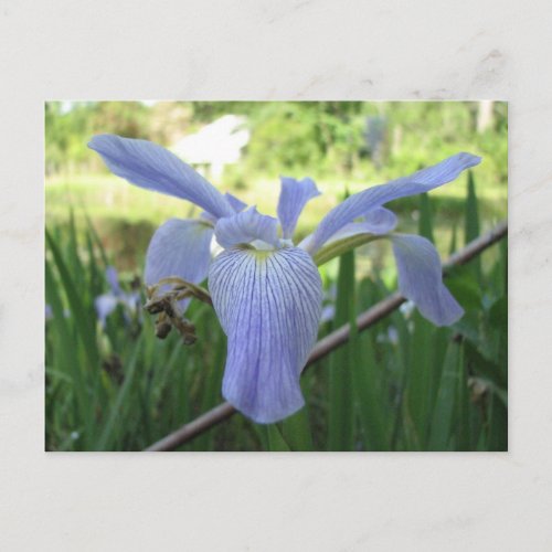 Blue Louisiana Iris Postcard