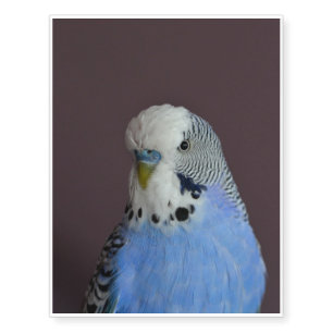 Blue Lovely Budgie Temporary Tattoos