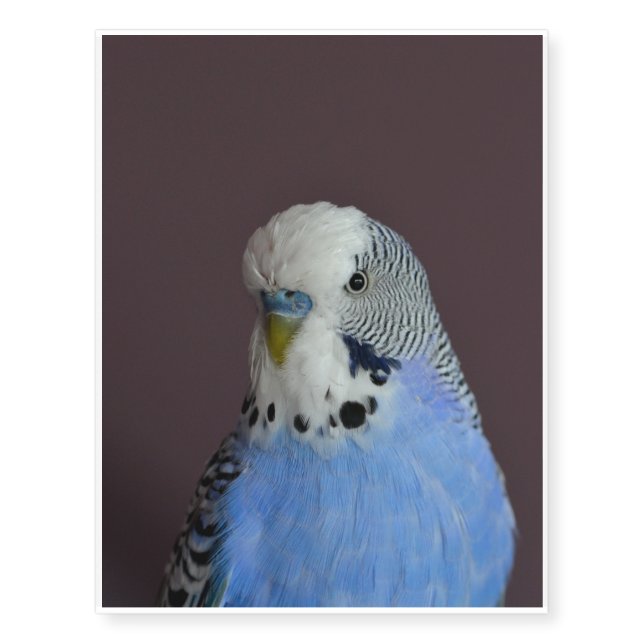 Blue Lovely Budgie Temporary Tattoos (Front)