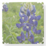 Blue Lupine Stone Coaster