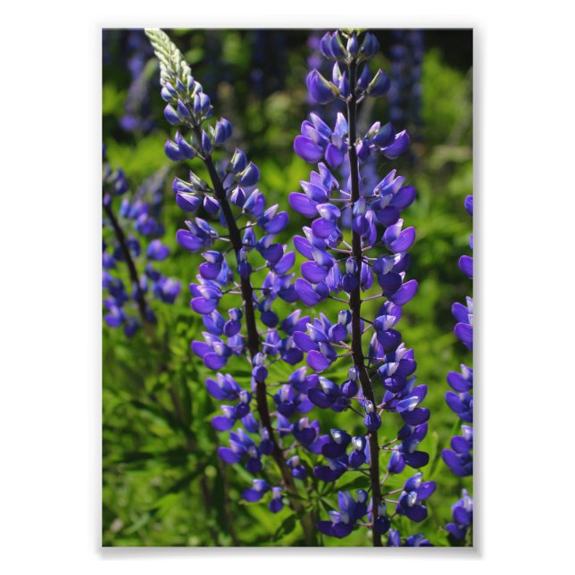 Blue Lupines Photo Print (Front)