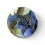 Blue Macaw Button