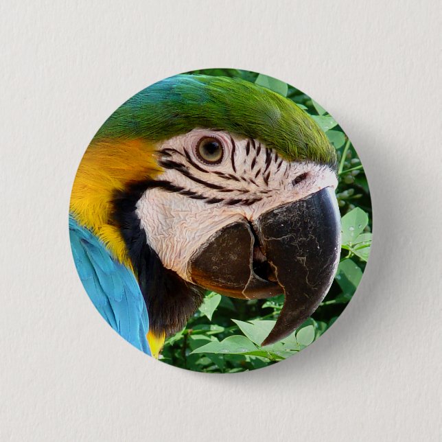 Blue Macaw Parrot Button (Front)