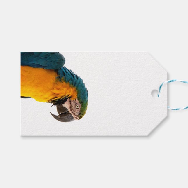 Blue macaw parrot  gift tags (Front (Horizontal))