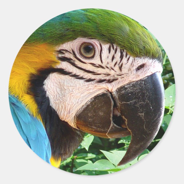 Blue Macaw Parrot Sticker (Front)