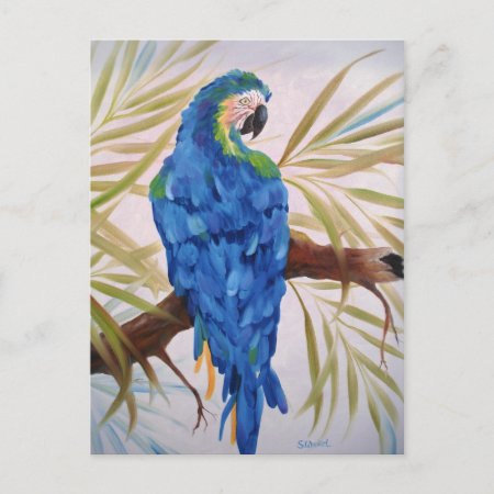 Blue Macaw Post Card