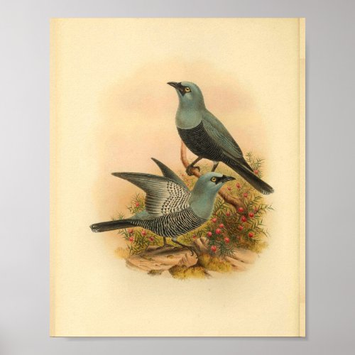 Blue Mafoor Cuckoo Shrike Bird Vintage Print