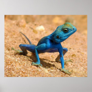 Blue Male Agama Sinaita Lizard on the Sand Poster