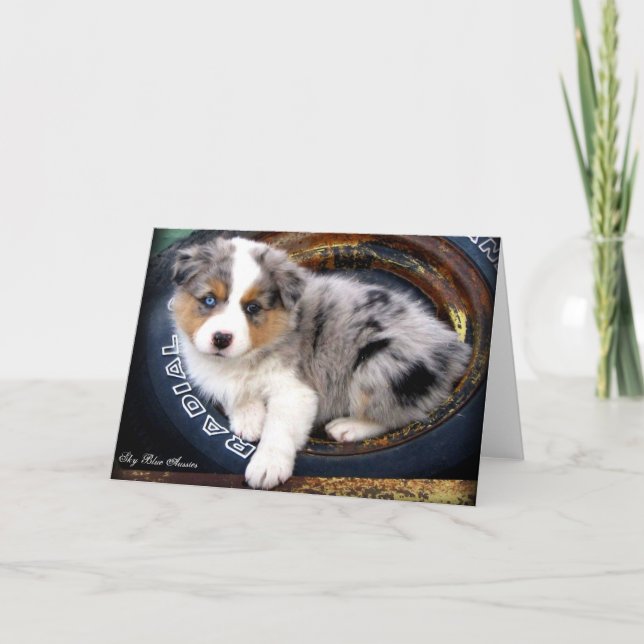 Blue Merle 4 Australian Shepherd Greeting Card (Front)