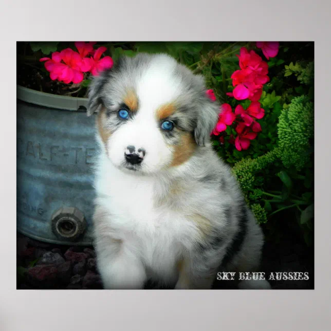 Blue Merle Aussie Puppy Poster Zazzle