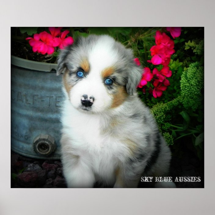 australian blue merle