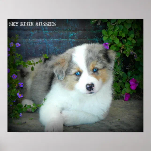 Blue Merle Aussie Puppy Poster Zazzle