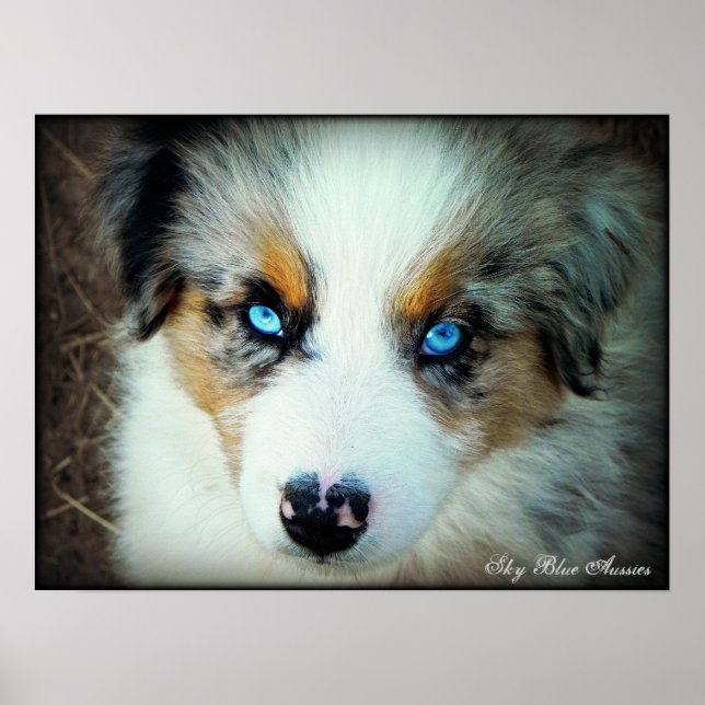Blue Merle Aussie Puppy Poster (Front)