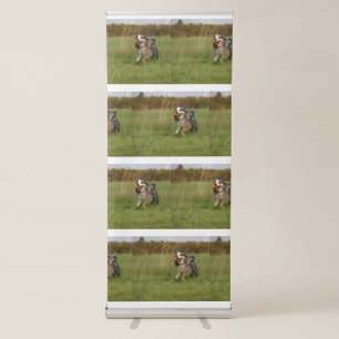 blue merle aussie running w toy retractable banner