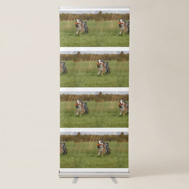 blue merle aussie running w toy retractable banner (Front)