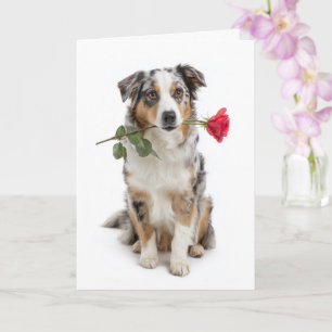 Blue Merle Aussie Valentine – Devoted Love Card