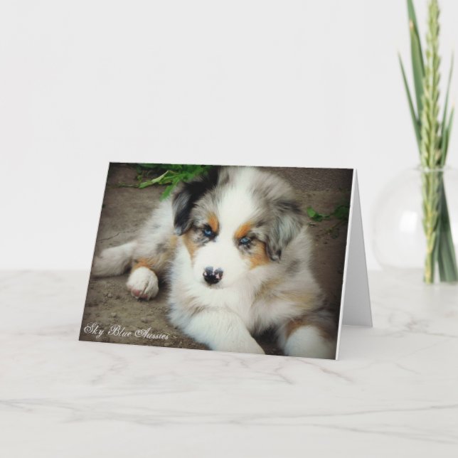 Blue Merle Australian Shepherd Greeting Card (Front)