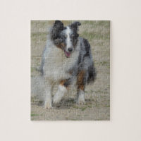 Blue Merle Australian Shepherd