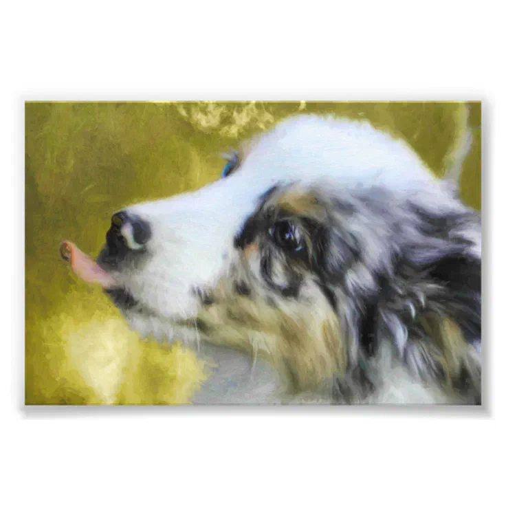 what makes a blue merle australian shepherd