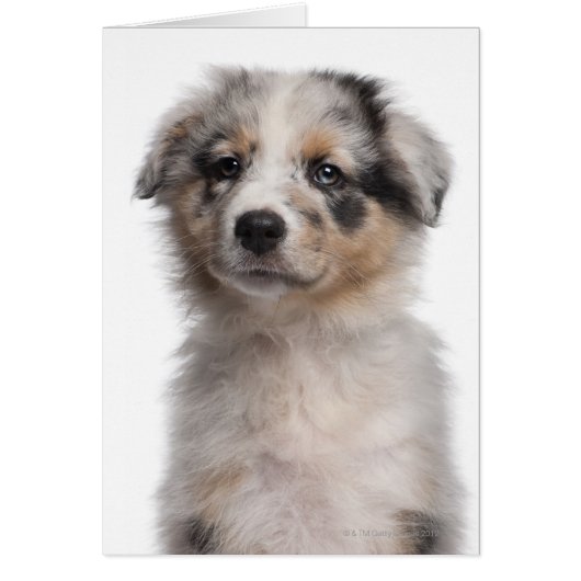 Blue Merle Australian Shepherd puppy close-up Cards (Front)
