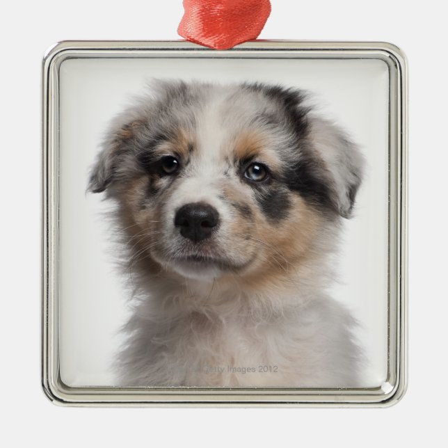 Blue Merle Australian Shepherd puppy close-up Metal Ornament (Front)