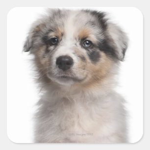 Blue Merle Australian Shepherd puppy close-up Square Sticker