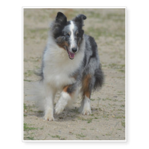 Blue Merle Australian Shepherd Temporary Tattoos