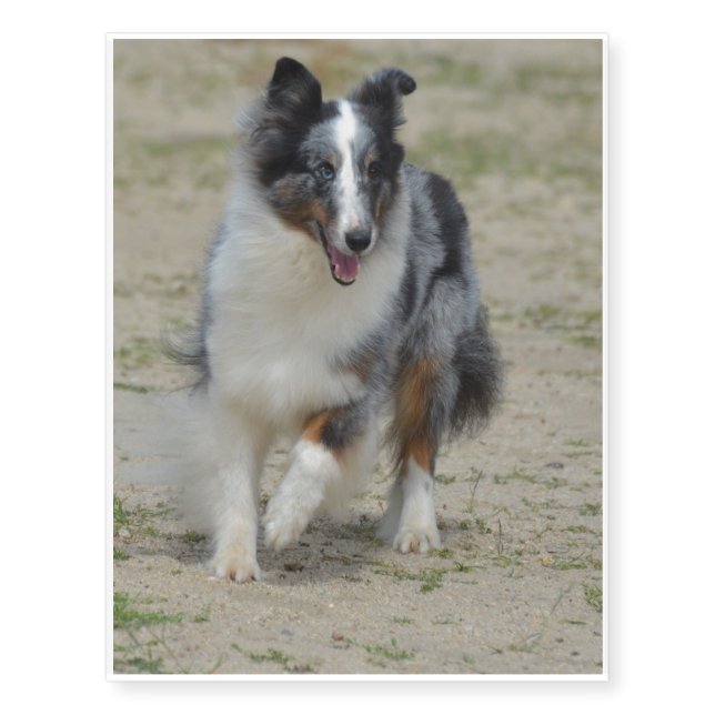Blue Merle Australian Shepherd Temporary Tattoos (Front)