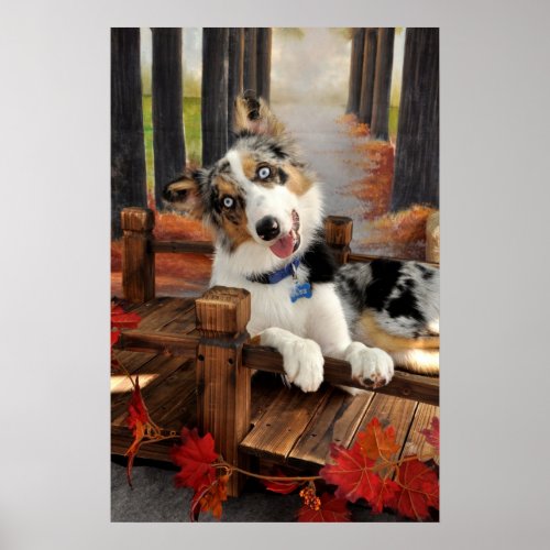 Blue Merle Border Collie Puppy PosterFall Poster