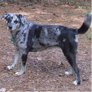 blue merle catahoula leopard dog full statuette