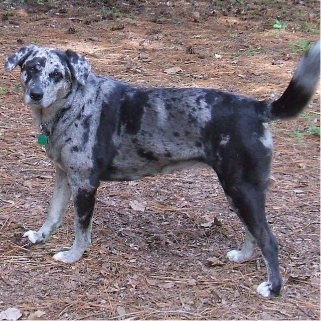 blue merle catahoula leopard dog full statuette (Front)