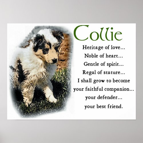 Blue Merle Collie Gifts Poster