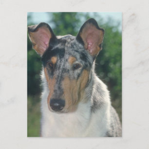 Blue Merle Collie Smooth Coat Postcard