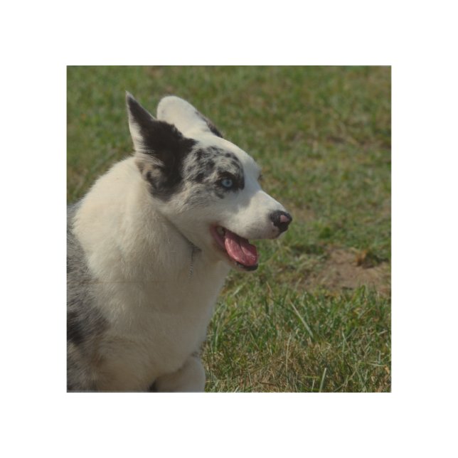 Blue Merle Corgi Dog Wood Wall Art (Front)