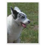 Blue Merle Corgi Temporary Tattoos