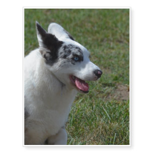 Blue Merle Corgi Temporary Tattoos
