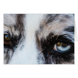 Blue Merle Dog Cards