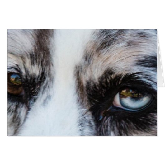 Blue Merle Dog Cards (Front Horizontal)