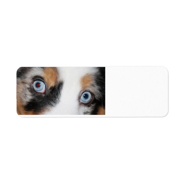 blue merle eyes label (Front)
