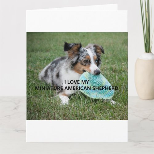 Blue_Merle_Miniature_American_Shepherd love w pict Card