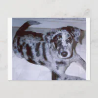 Blue on sale merle catahoula