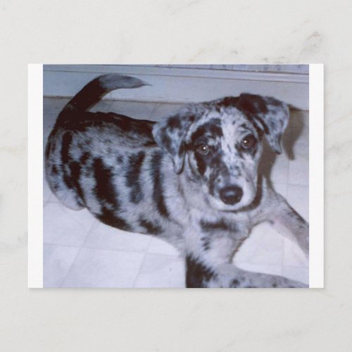 blue merle puppy _Catahoulapng Postcard