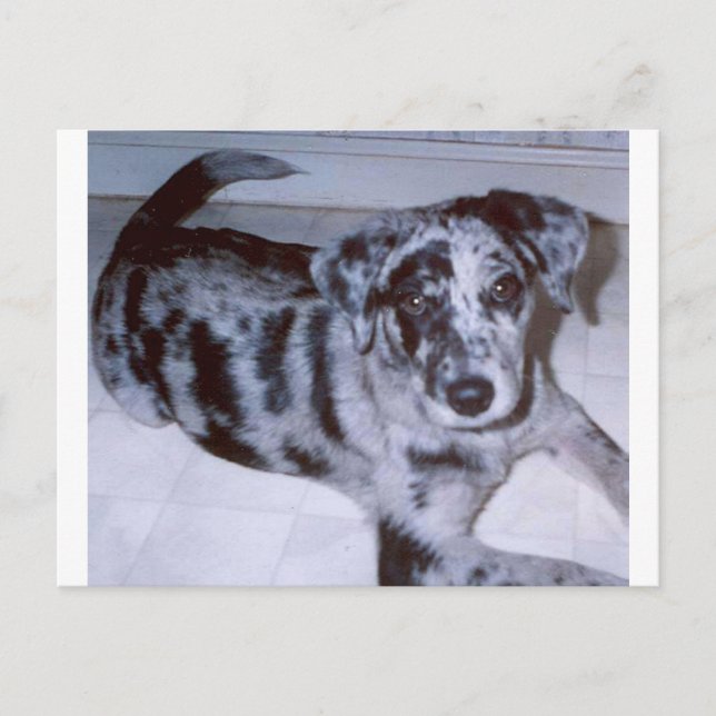 blue merle puppy -Catahoula.png Postcard (Front)