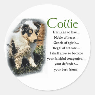 Blue Merle Rough Collie Gifts Classic Round Sticker