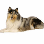 blue merle rough collie laying cutout<br><div class="desc">rc</div>