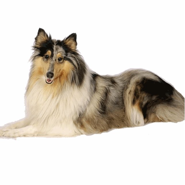 blue merle rough collie laying cutout (Front)