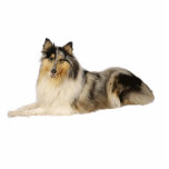 blue merle rough collie laying cutout<br><div class="desc">rc</div>