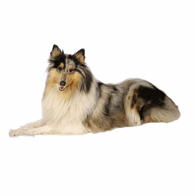 blue merle rough collie laying cutout (Front)